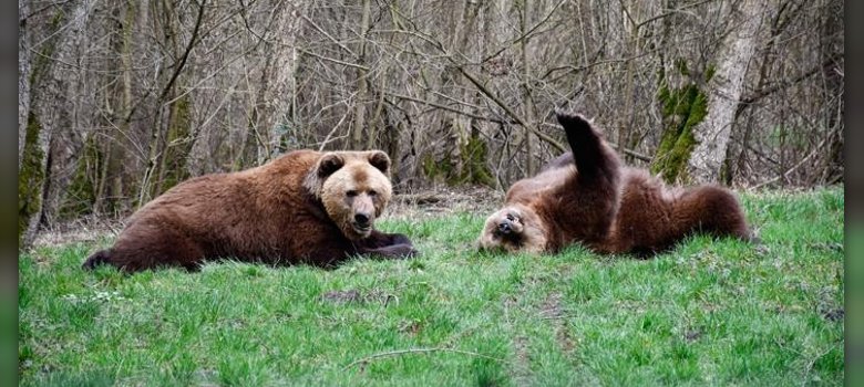 2 Bären, Ben und Felix, im Bärenwald