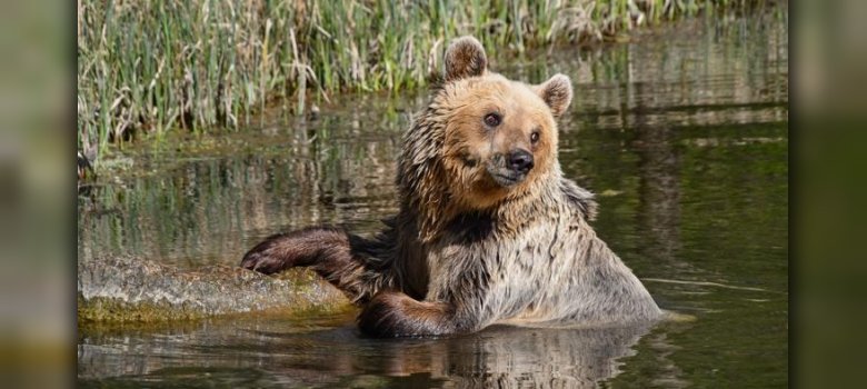 Bär im Wasser im Bärenwald Müritz