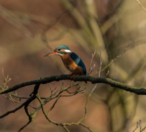 Eisvogel im Wockertal Eisvogel im Wockertal