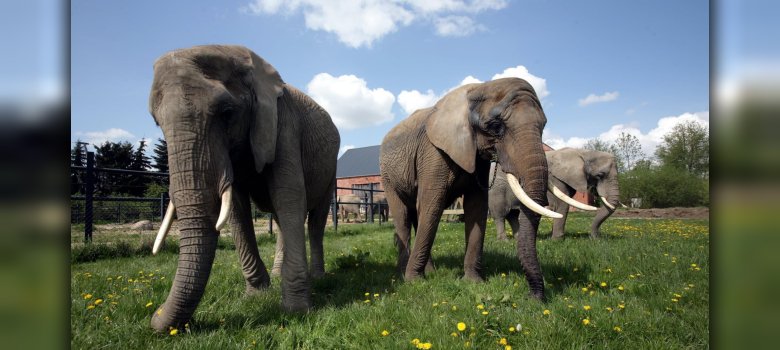Elefanten auf dem Elefantenhof in Platschow