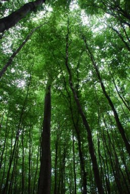 Das Grün der Sonnenberge  Parchims grüne Lunge