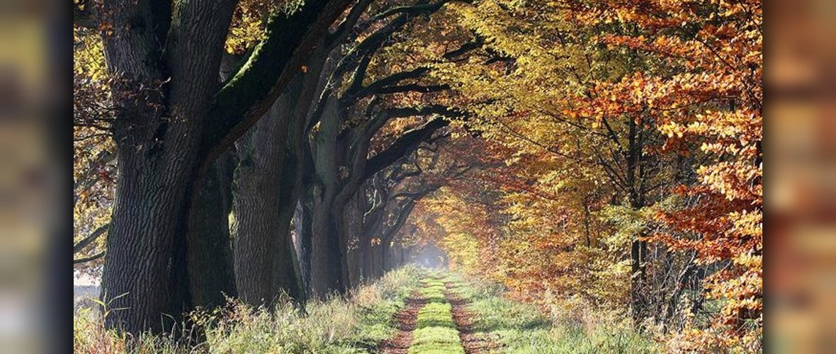 Stileichenreihe im Herbst am Breiten Graben