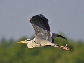 Startflug ins Abendteuer Kranich im Flug