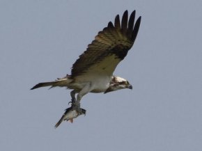 Raubvogel im Flug mit Beute