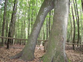 Wunderbuche im Wald bei Kiekindemark