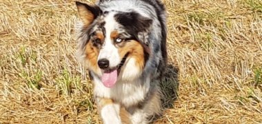 Hund auf Wiese
