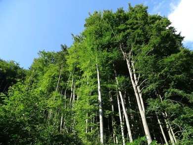 Baum des Jahres - die Rotbuche Baum des Jahres - die Rotbuche