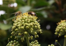 Bienen auf einer Pflanze