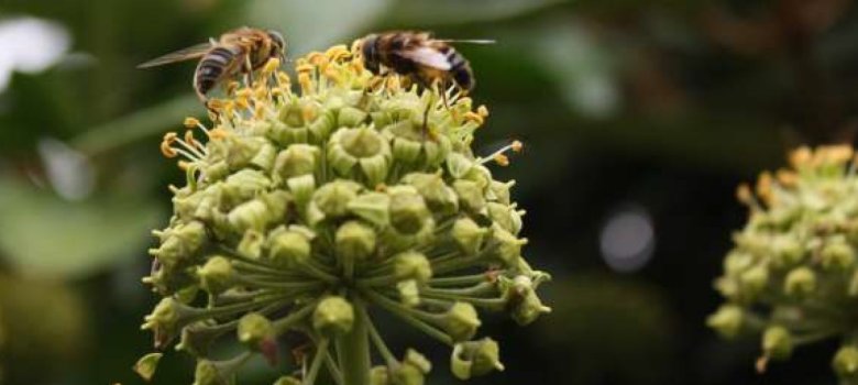 Bienen auf einer Pflanze