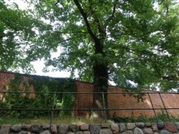 Wallanlagen Baum bei den Wallanlagen