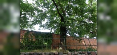 Baum bei den Wallanlagen