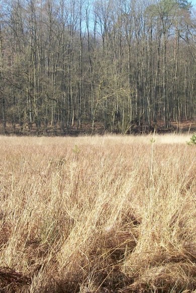 Das Waldgebiet Buchholz und das Hündchenmoor