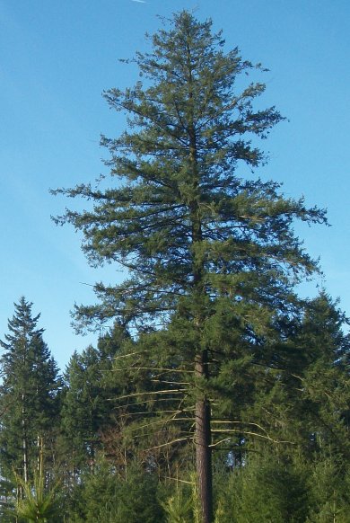 Starke Douglasien im Sonnenberg.