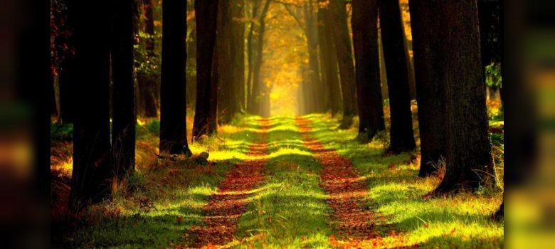 Waldweg mit Sonnenspiel
