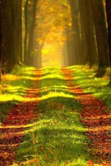 Waldweg mit Sonnenspiel