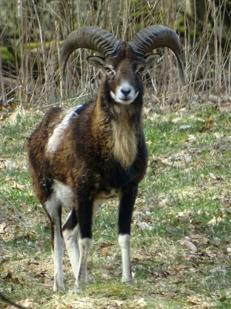 Ziegenbock