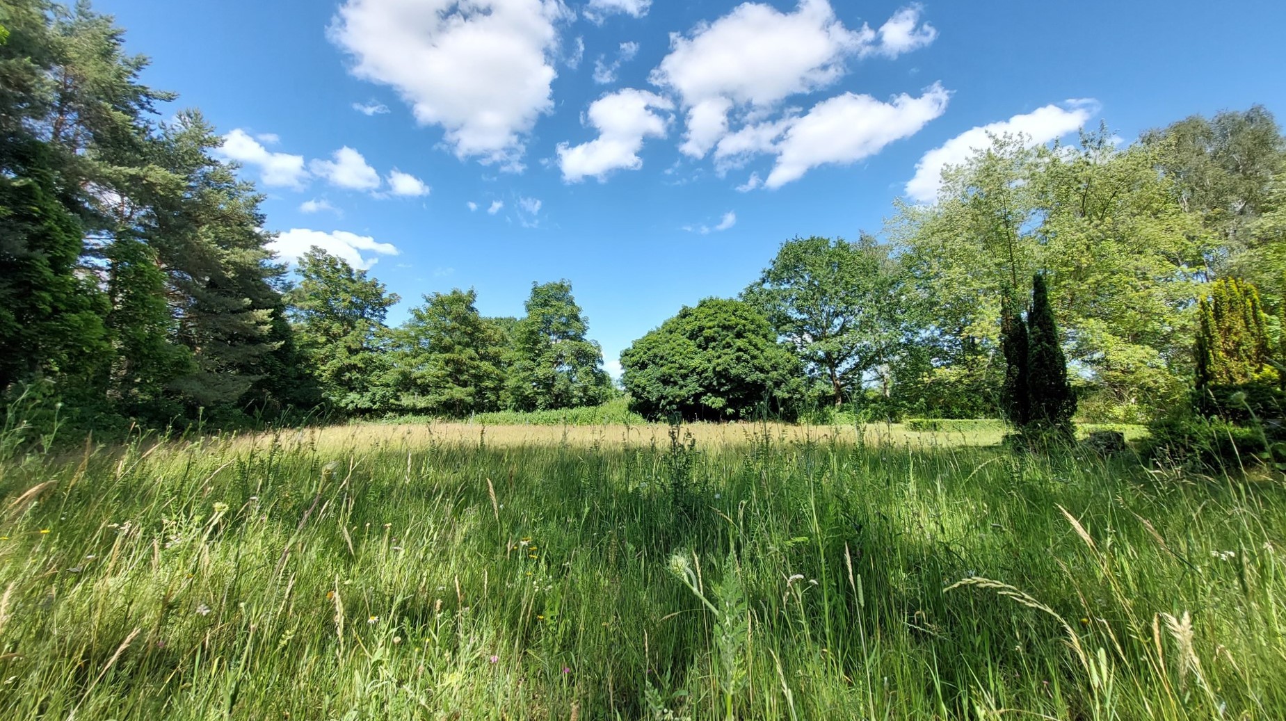 Blüh- und Bienenwiese auf dem Parchimer Neuen Friedhof