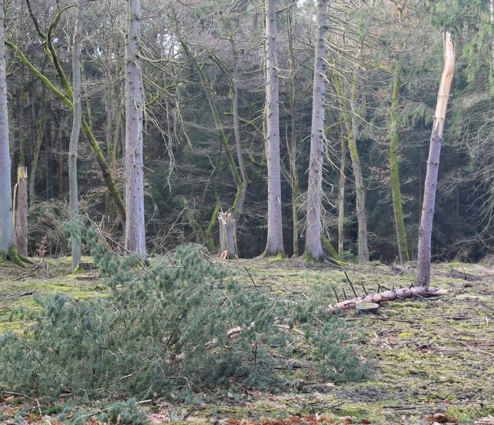 Abgebrochene Bäume im Wald