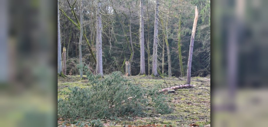 Abgebrochene Bäume im Wald