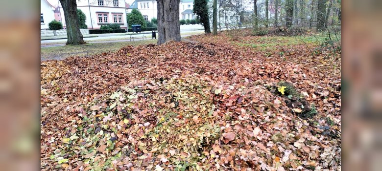 Illegale Entsorgung von Grünabfällen an der Buchholzallee in Parchim.