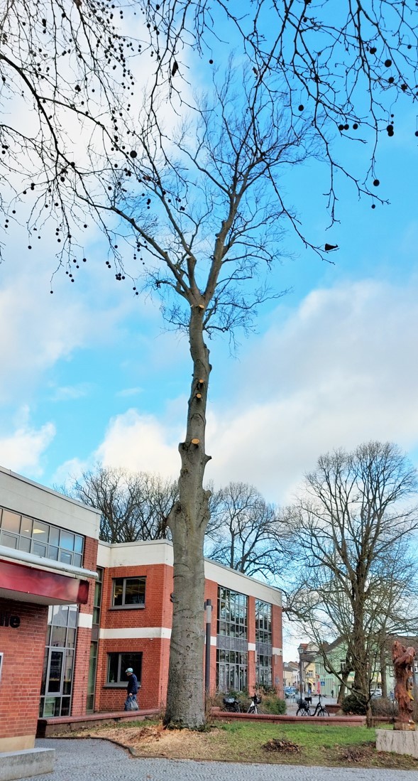 Die stattliche Buche vor der Stadthalle musste aufgrund der Schwächung durch Trockenheit und Pilzbefall gefällt werden.