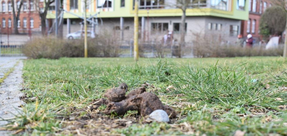 Ständiges Ärgernis: Hundehaufen in der Parchimer Innenstadt. 