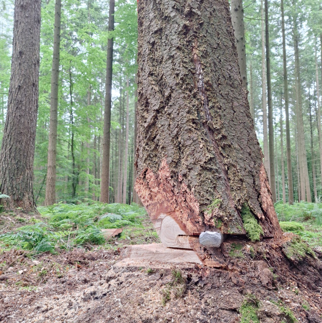 Holzeinschlag im Slater Revier: Die Parchimer Forstverwaltung bietet ab September den Holzverkauf an private Kleinkunden an.