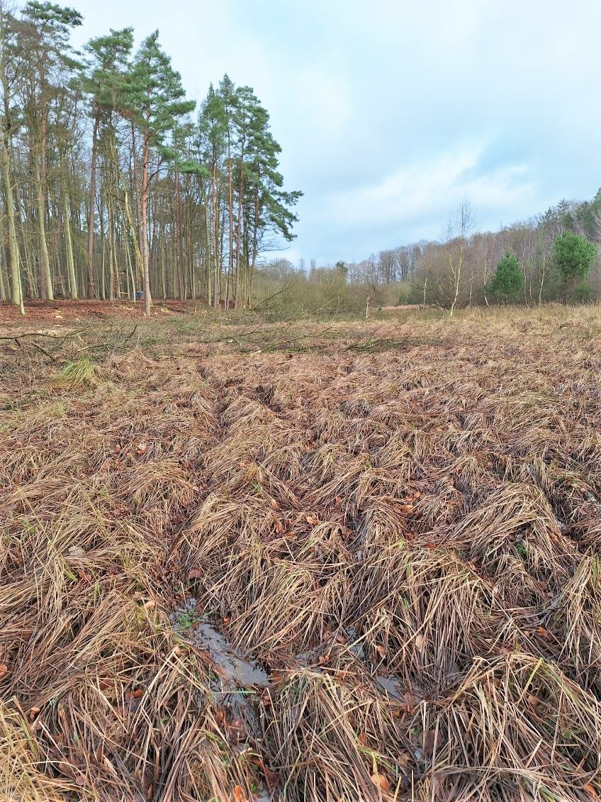 Wichtiger Lebensraum und CO² Speicher - Das Hündchenmoor im Buchholz.