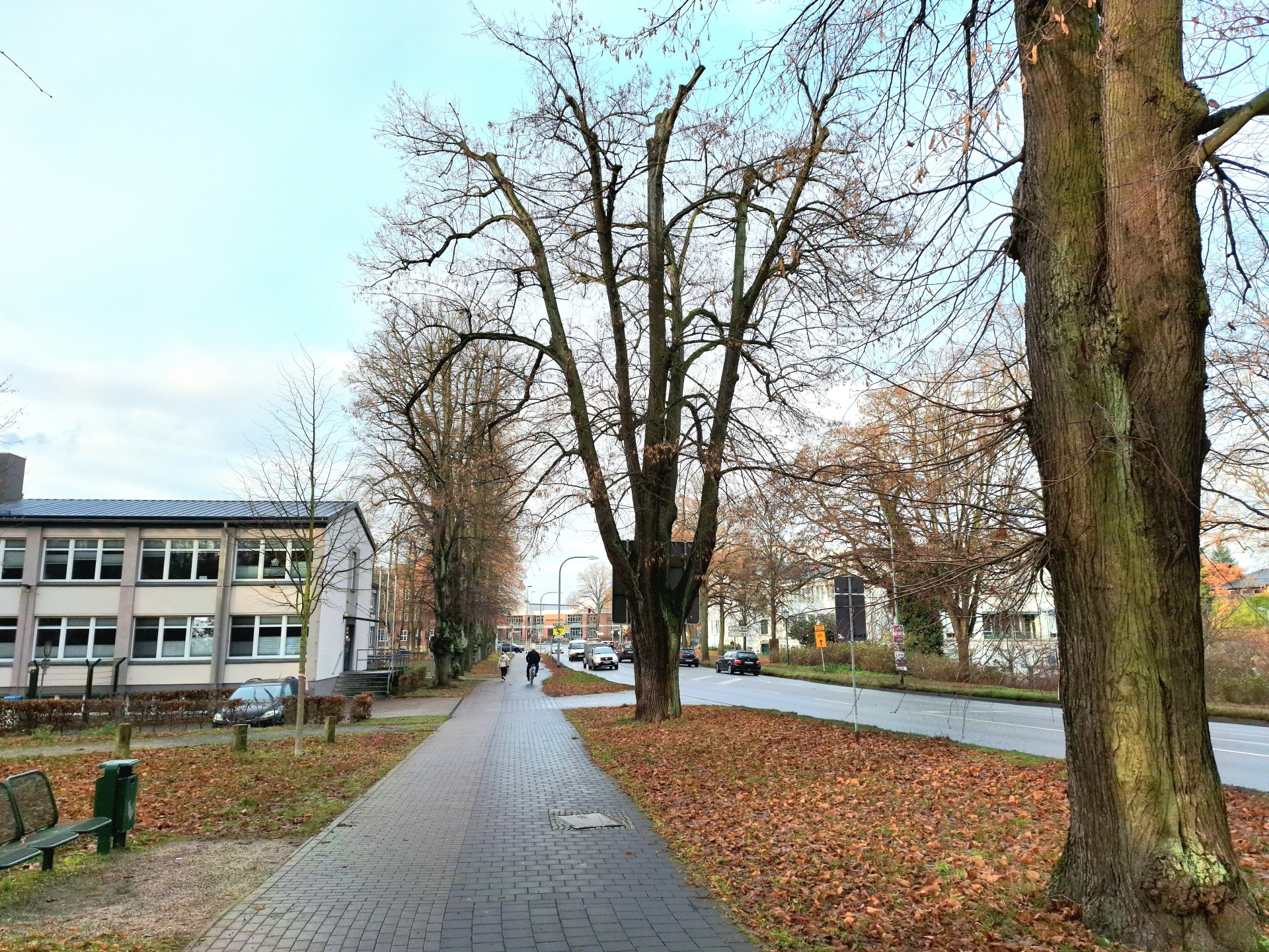 Die Linden an der Parchimer Wallallee werden in den kommenden Tagen gepflegt.