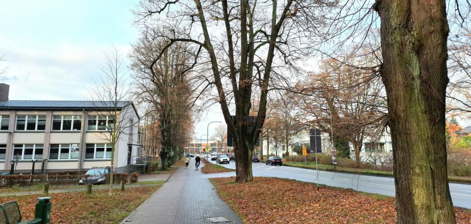 Die Linden an der Parchimer Wallallee werden in den kommenden Tagen gepflegt.