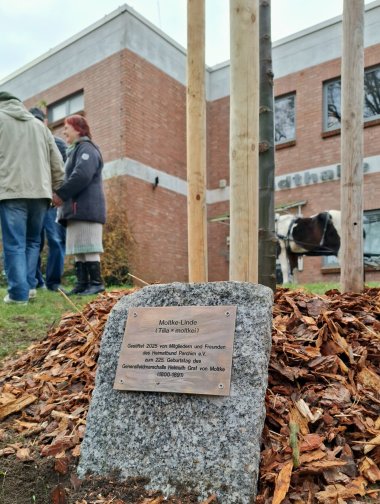 Die neue Moltke-Linde am Moltkeplatz.