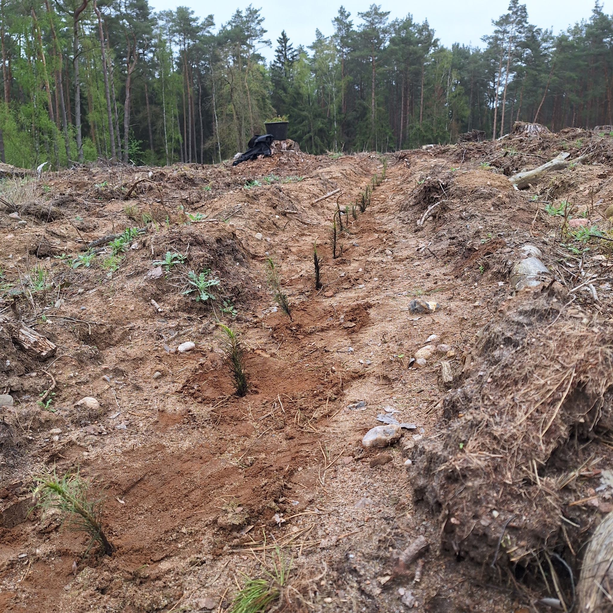 Freiwillige Helfer gesucht: Am 29. März sollen im Parchimer Stadtforst wieder mehrere Tausend Bäume in die Erde gebracht werden.